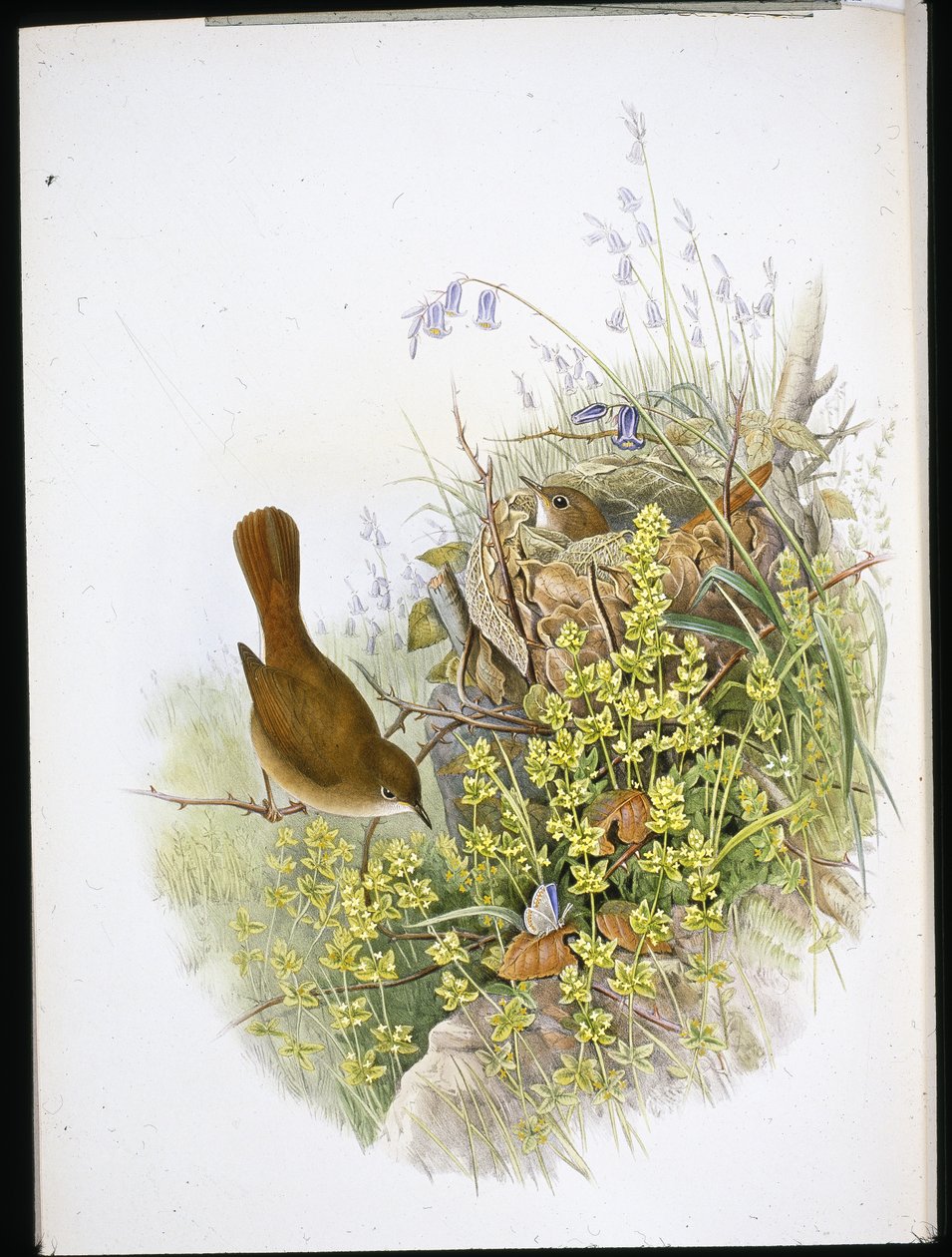 Rossignol - John (after) Gould
