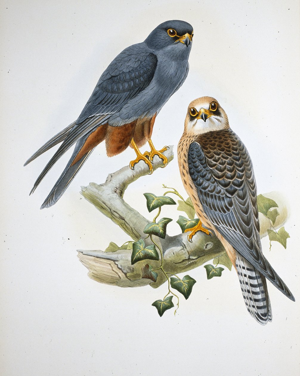 Faucon hobereau à pattes orange - John (after) Gould
