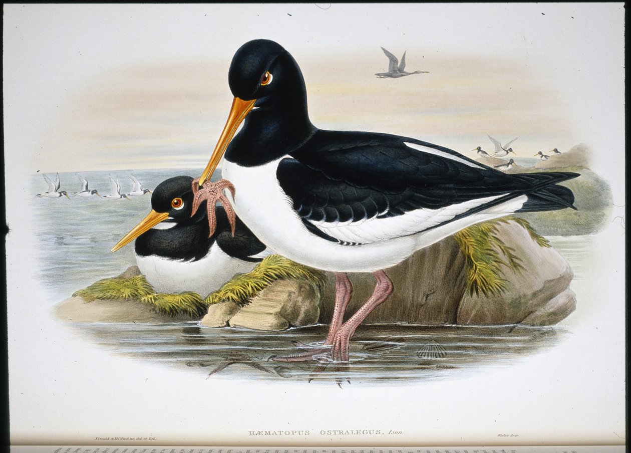 Huîtrier pie (Heamatopus Ostralegus) - John (after) Gould