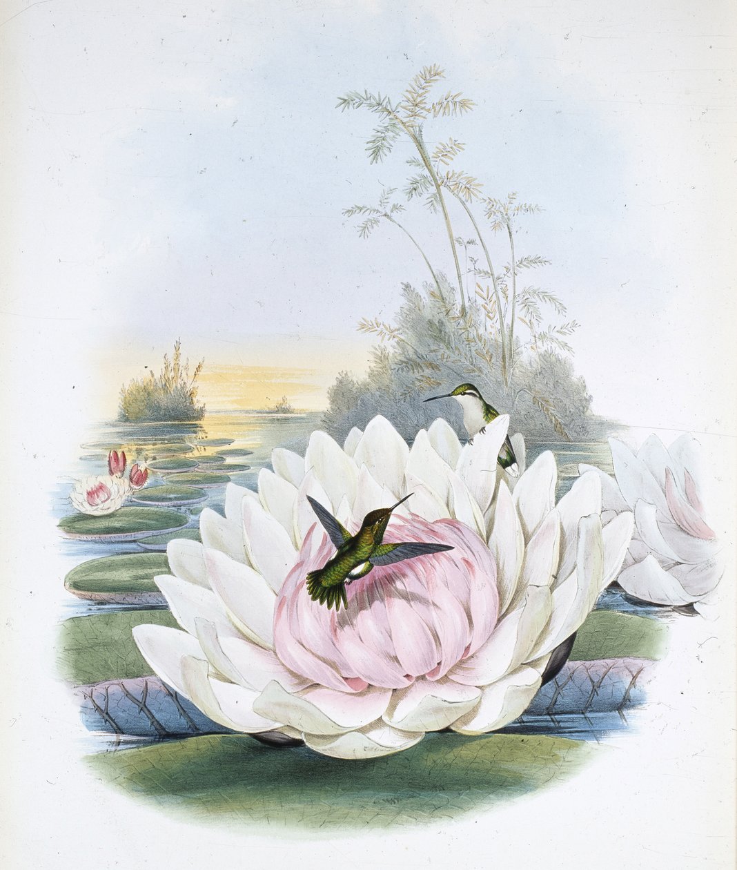 Émeraude de Poortman - John (after) Gould