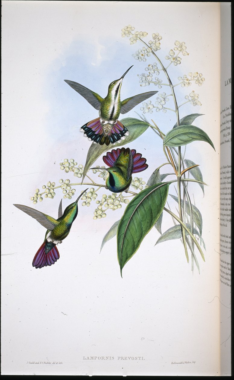 Mango de Prevot - John (after) Gould