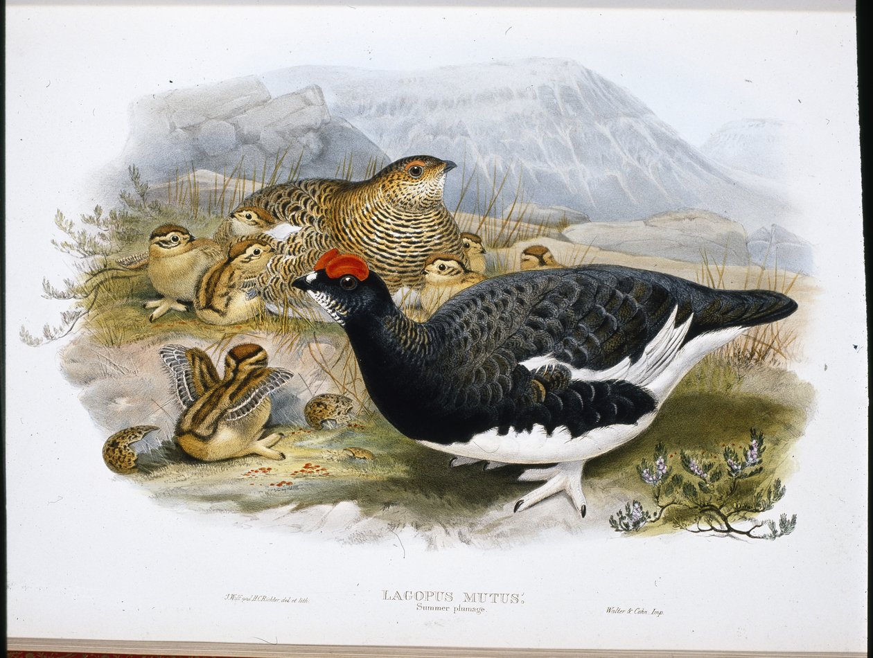 Lagopède (plumage d
