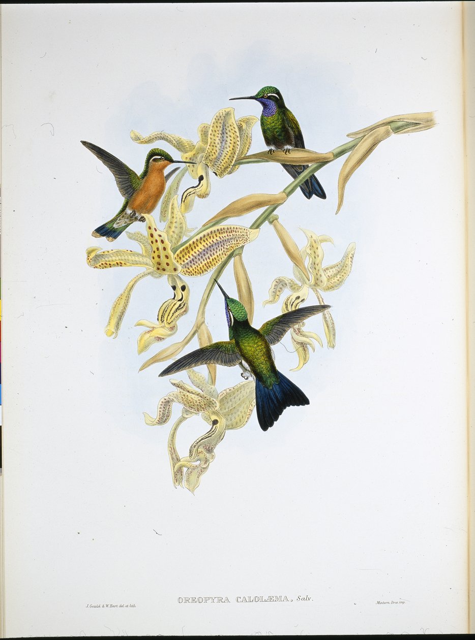 Colibri à gorge pourpre - John (after) Gould