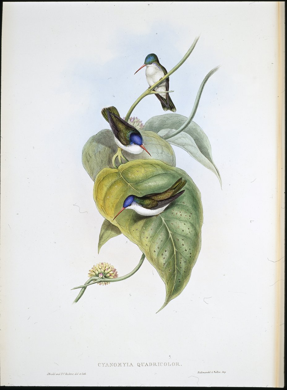 Couronne azur à bec rouge - John (after) Gould
