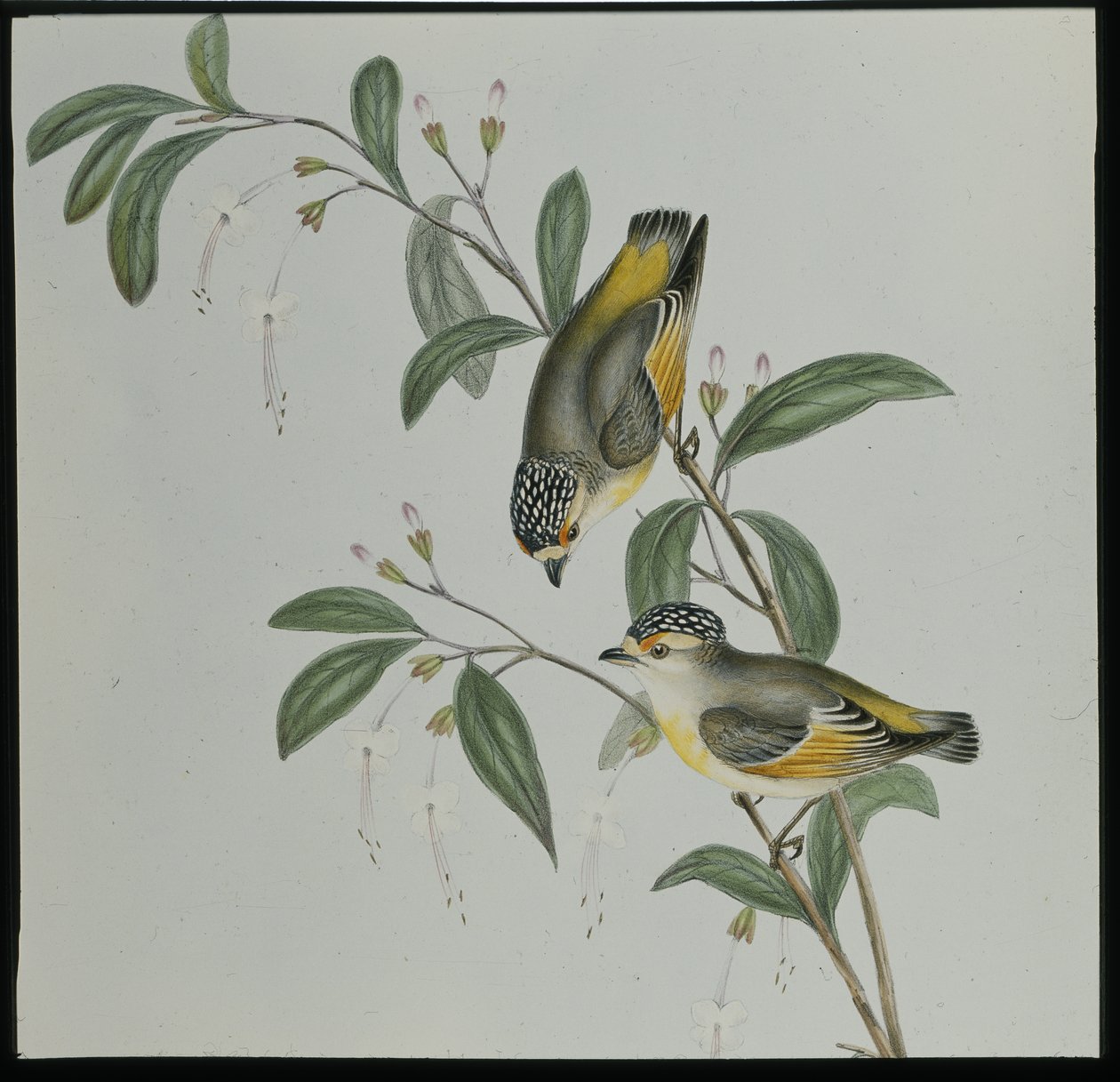Pardalote à gorge rouge (pardalotus rubricatus) - John (after) Gould