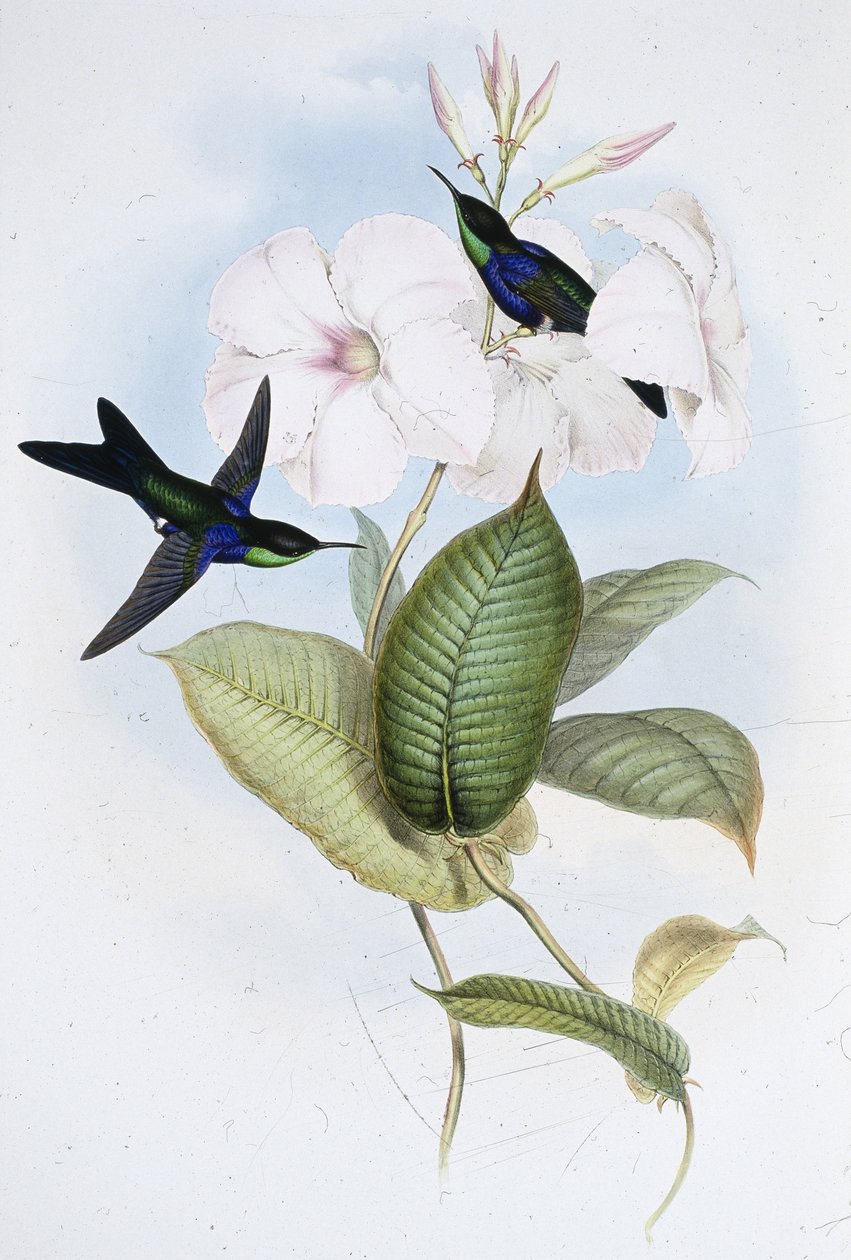 Panoplites refulgent (Thalurania Refulgens) - John (after) Gould