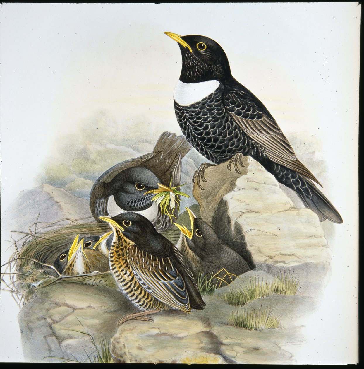 Merle à plastron - John (after) Gould