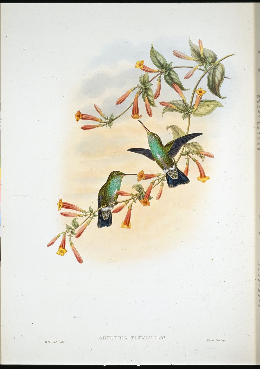 Émeraude riveraine (Agyrtria Fluviatilis) - John (after) Gould