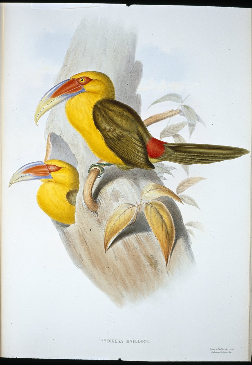 Toucan des collines safran (Andigena Bailloni) - John (after) Gould