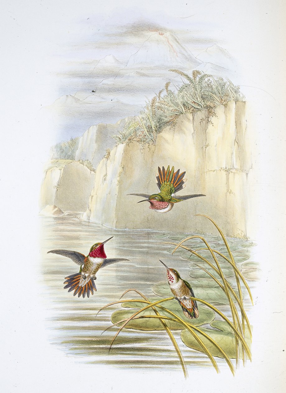 Porte-flamme de Salvin (Selasphorus ardens) - John (after) Gould
