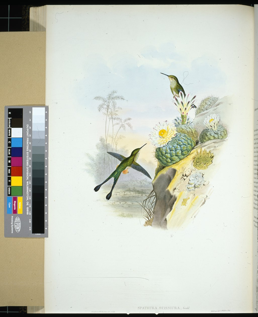 Queue-de-ciseaux à raquettes - John (after) Gould