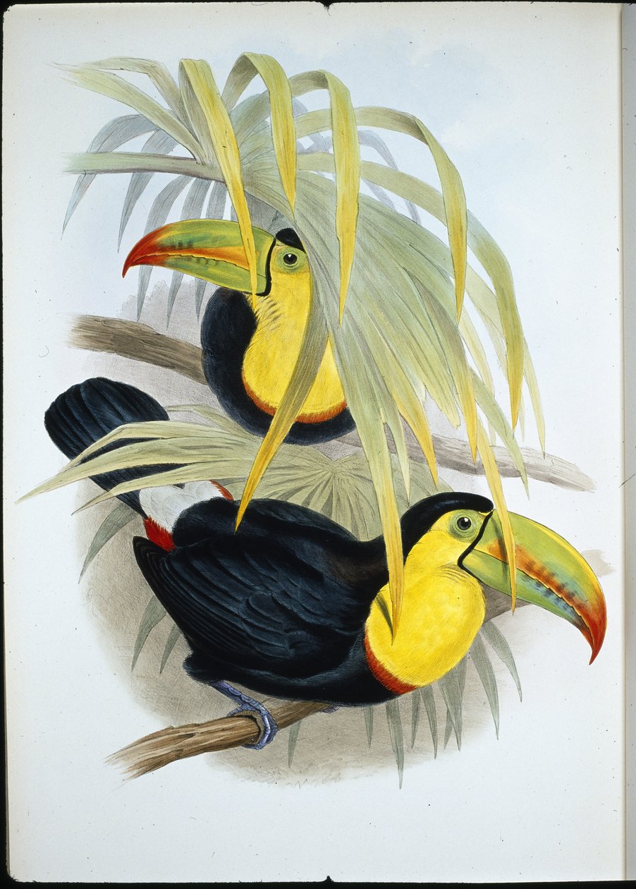 Toucan à bec court - John (after) Gould