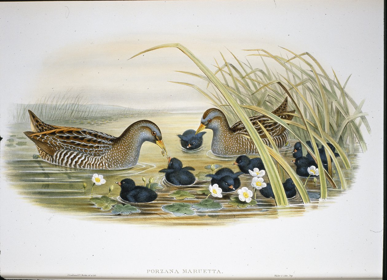 Marouette ponctuée (Porzana Maruetta) - John (after) Gould