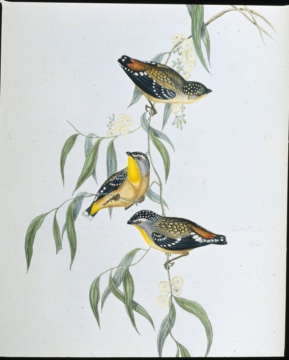 Pardalote tacheté - John (after) Gould
