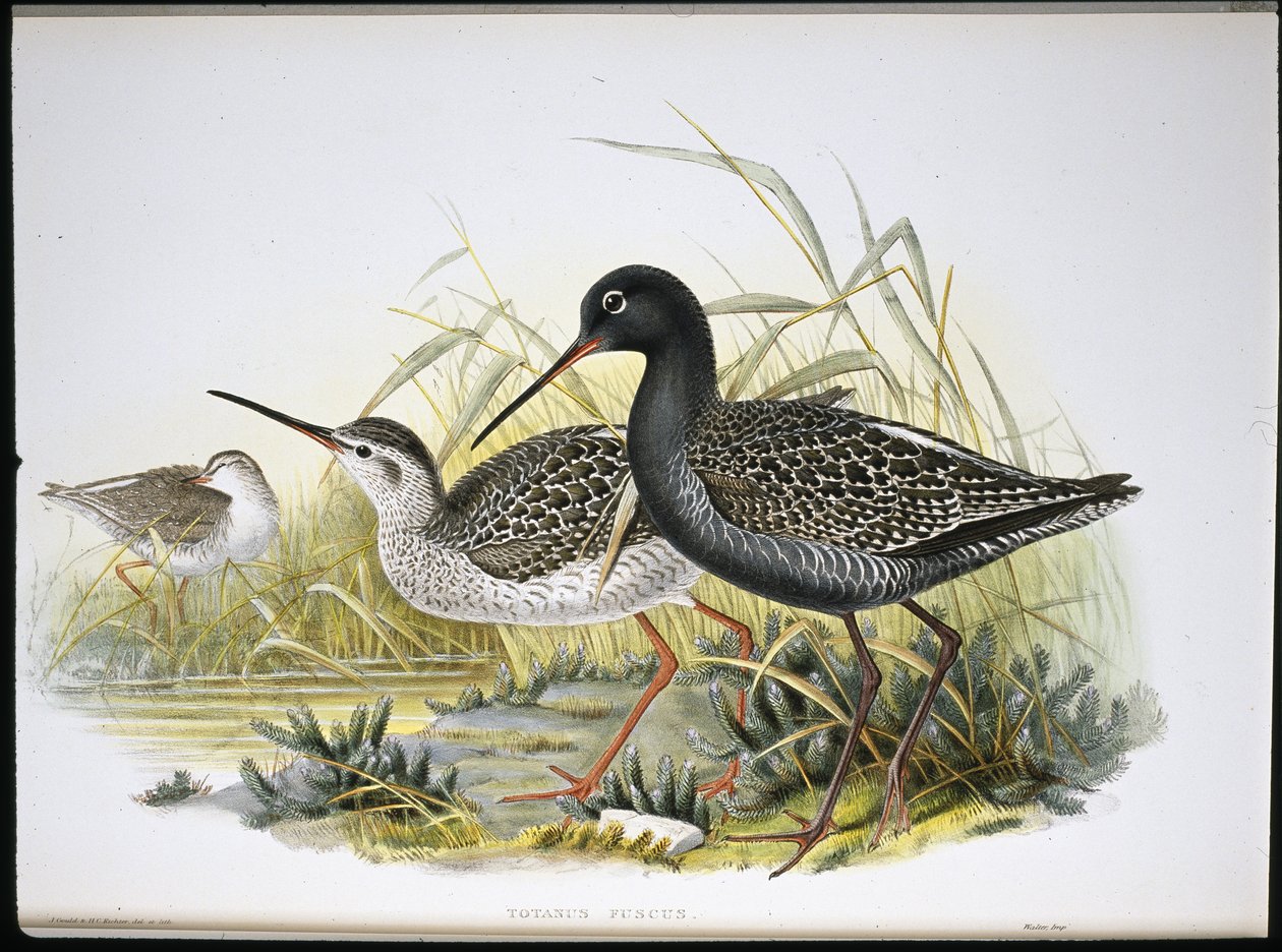 Chevalier arlequin - John (after) Gould