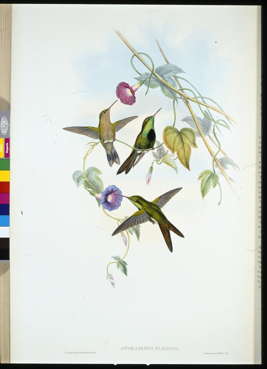 Colibri de Saint-Domingue - John (after) Gould