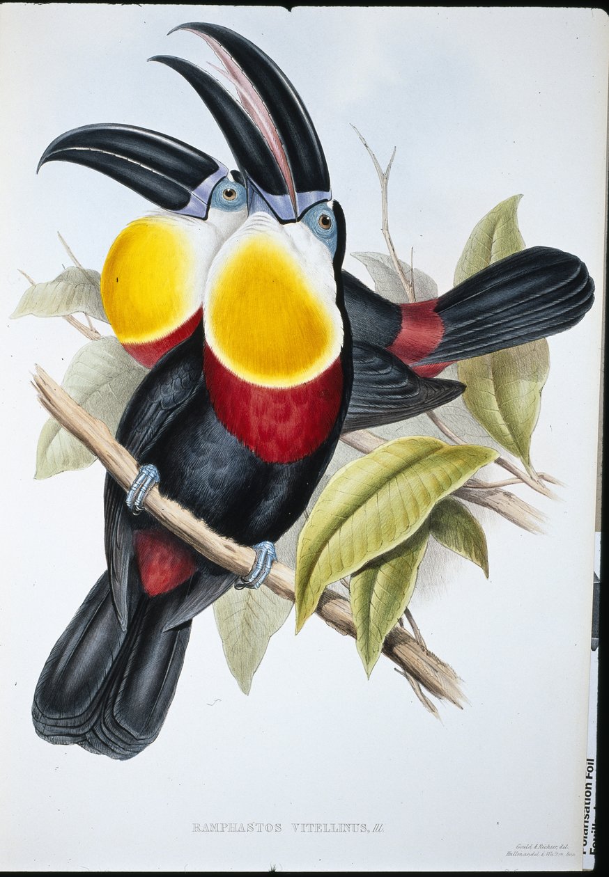 Toucan à poitrine blanche et jaune - John (after) Gould
