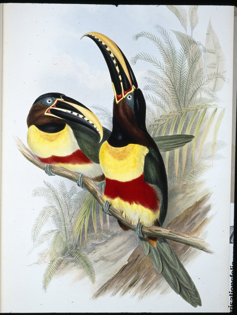 Toucan à poitrine blanche et soufre (Ramphastos Vitellinus) - John (after) Gould