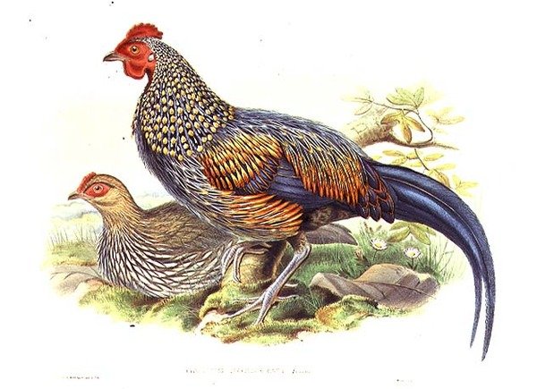 Deux faisans asiatiques (Gallus Sonneratii) gravés par l