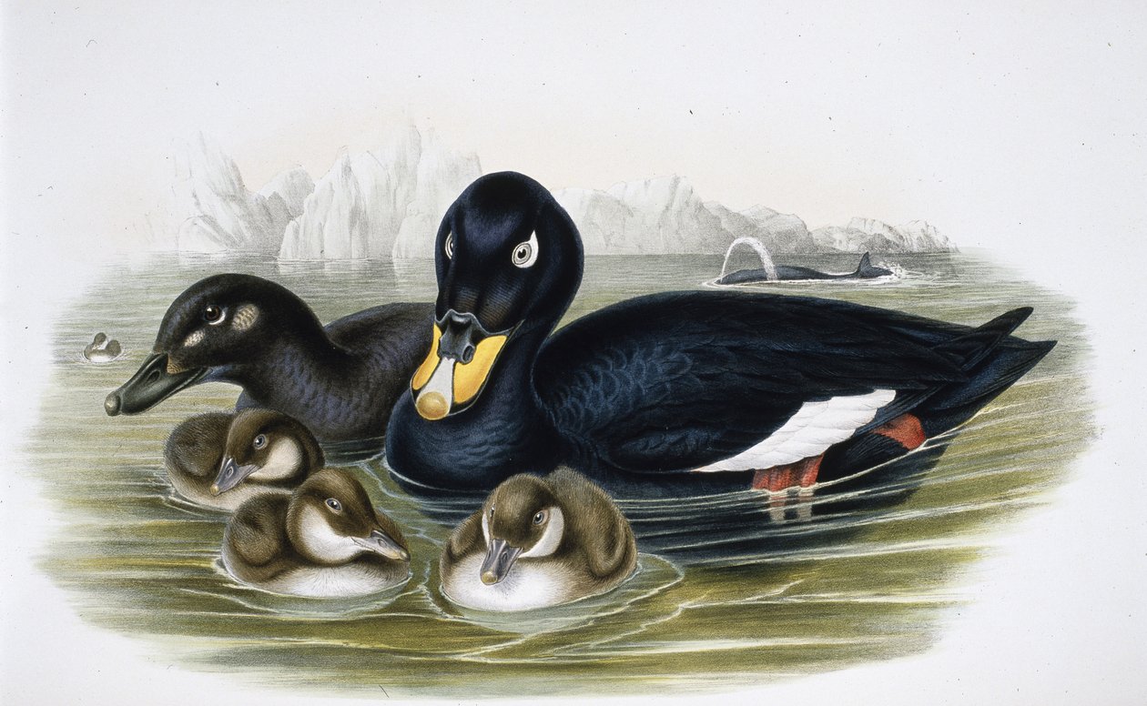 Macreuse noire - John (after) Gould