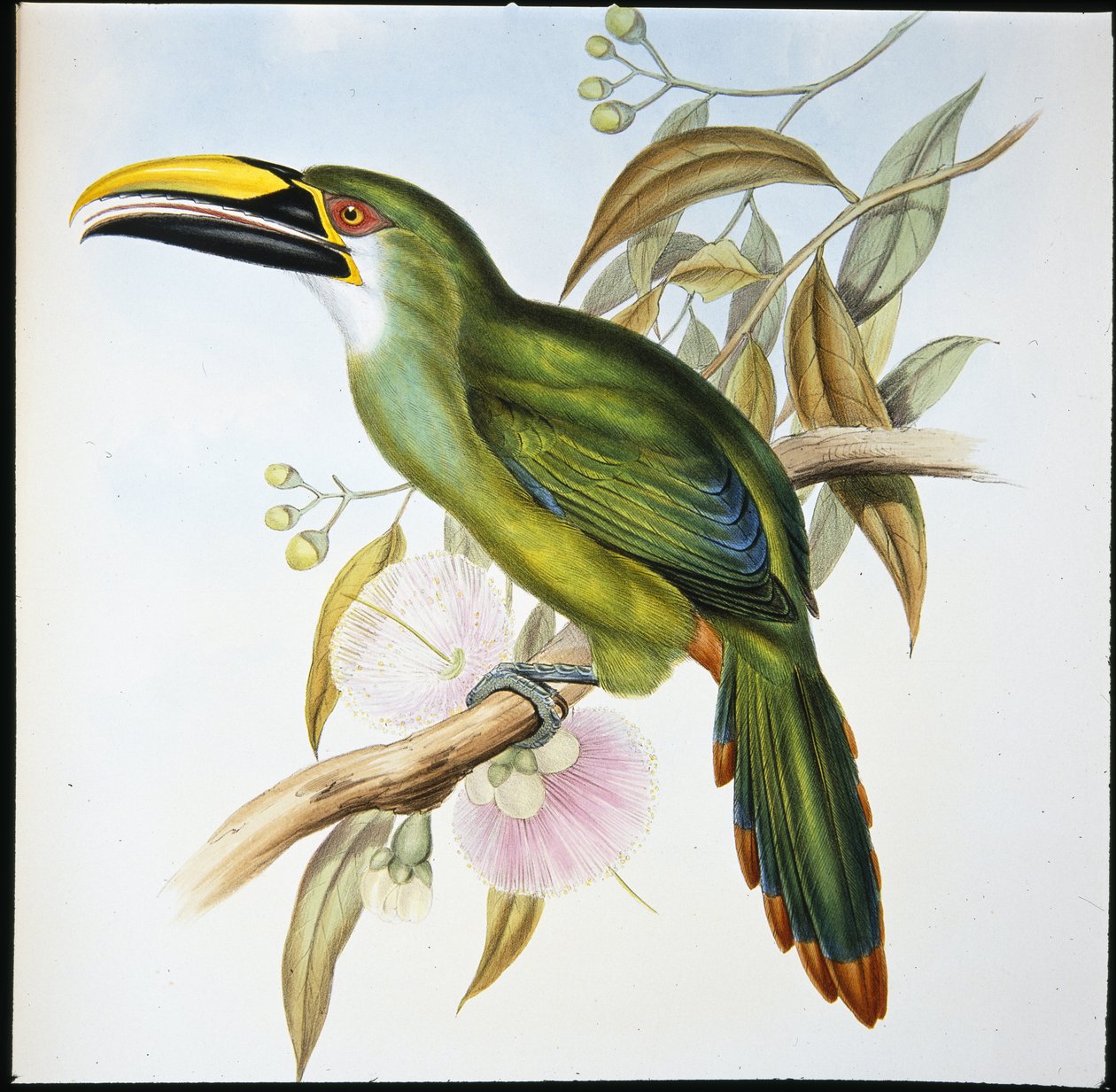 Toucan à bec rainuré de Wagler (Aulacoramphus Wagleri) - John (after) Gould