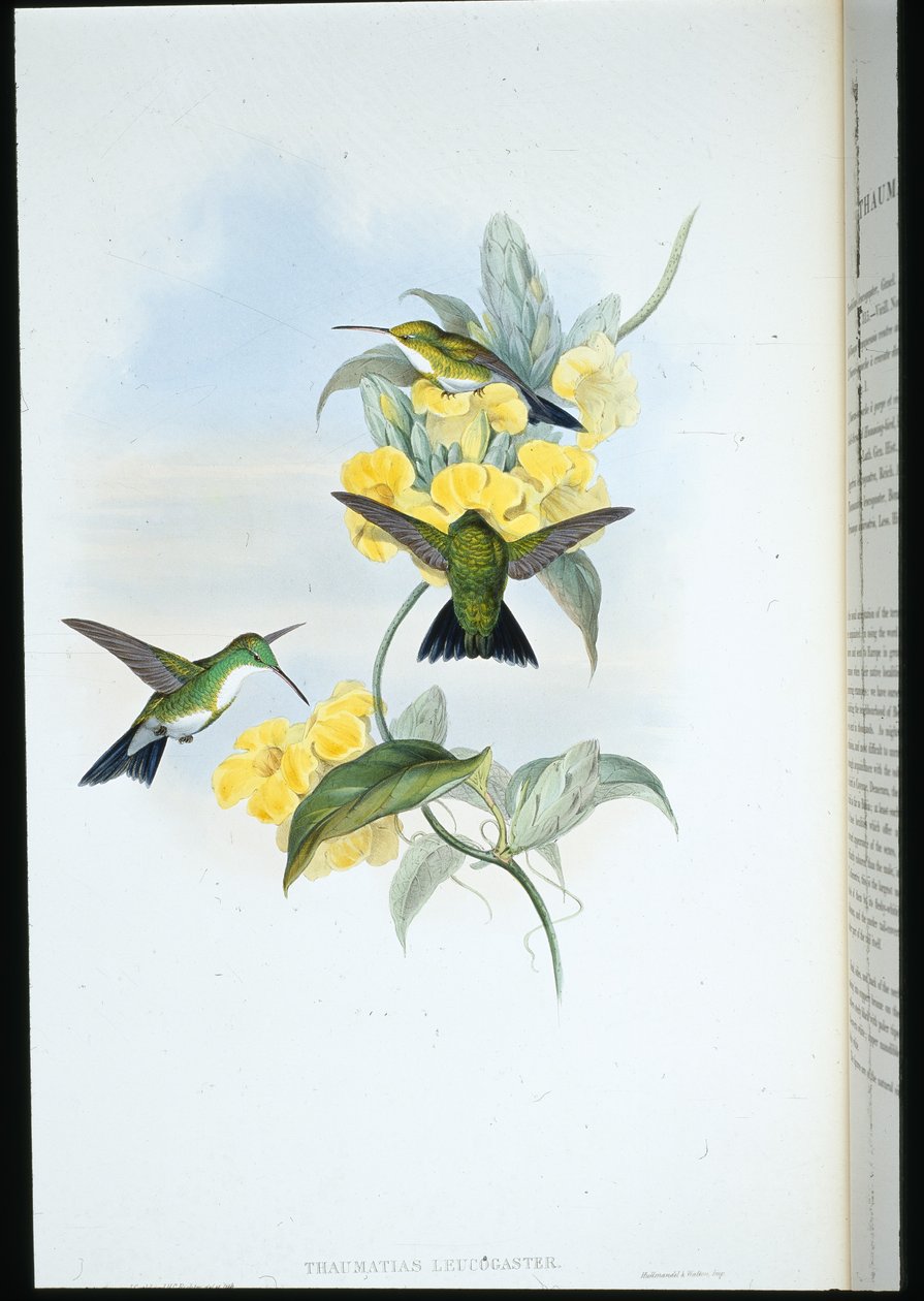 Émeraude à gorge blanche (Thaumatias Leucogaster) - John (after) Gould