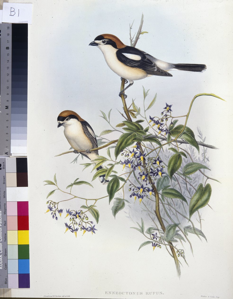 Pie-grièche écorcheur (Enneoctonus Rufus) - John (after) Gould
