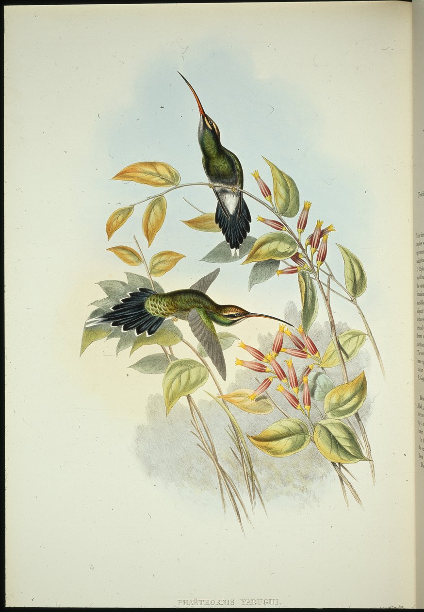 Ermite Yarquian - John (after) Gould