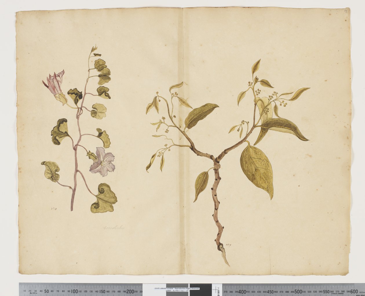 Ipomea Pes, caprae; Celtis paniculata - John (attr. to) Doody