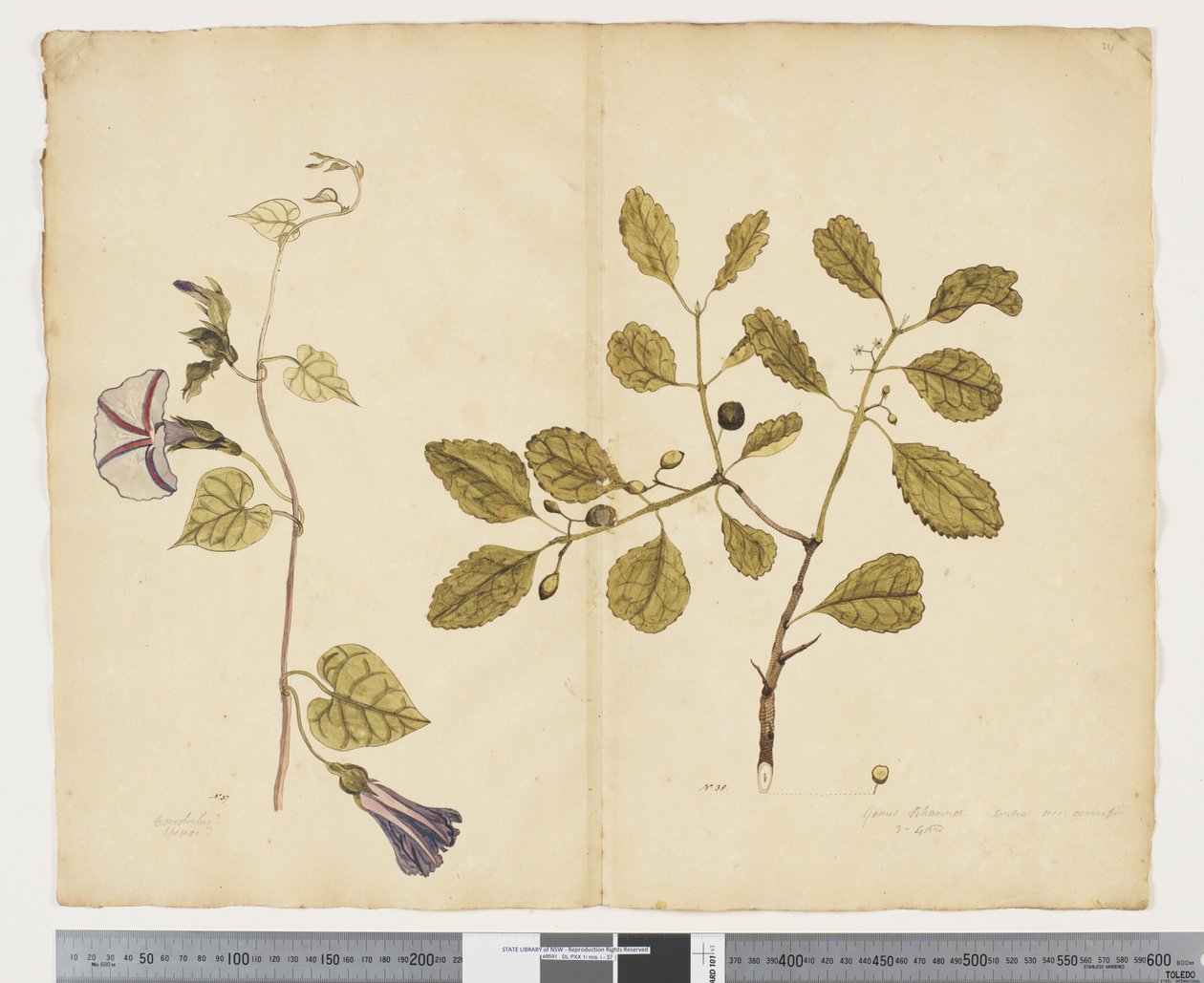 F.24 Ipomoea congesta; Elaeodendron curtipendulum, c.1790-95 - John (attr. to) Doody