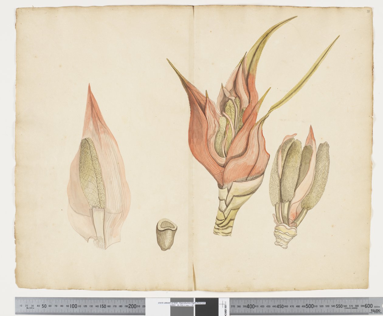 F.33 Freycinetia baueriana, c.1790-95 - John (attr. to) Doody