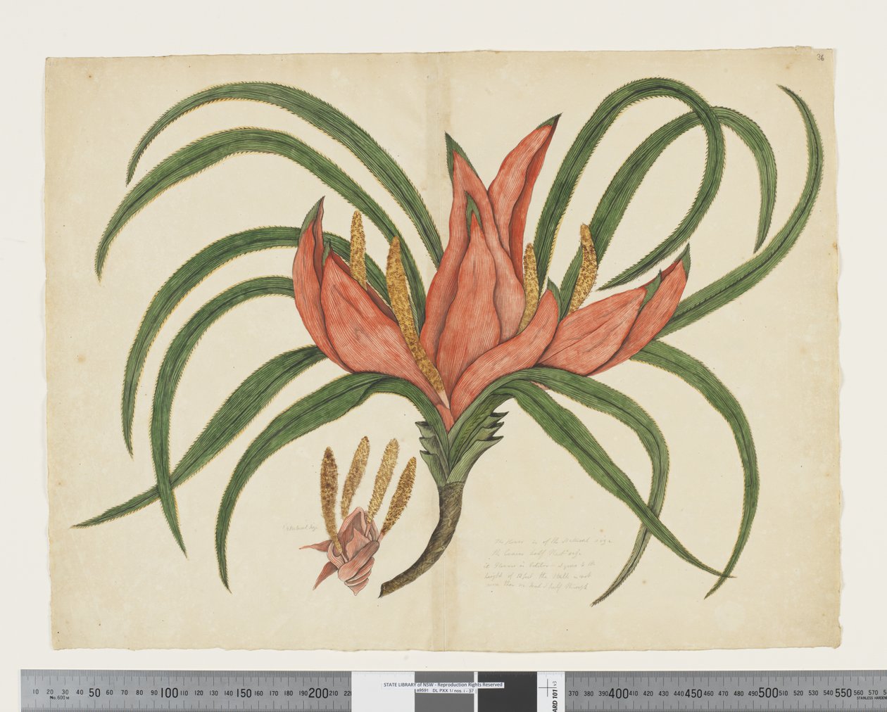 F.36 Freycinetia baueriana, c.1790-95 - John (attr. to) Doody