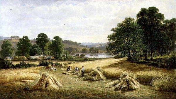 Récolte du grain doré près de Bishopsteignton, Plymouth - John Barrett