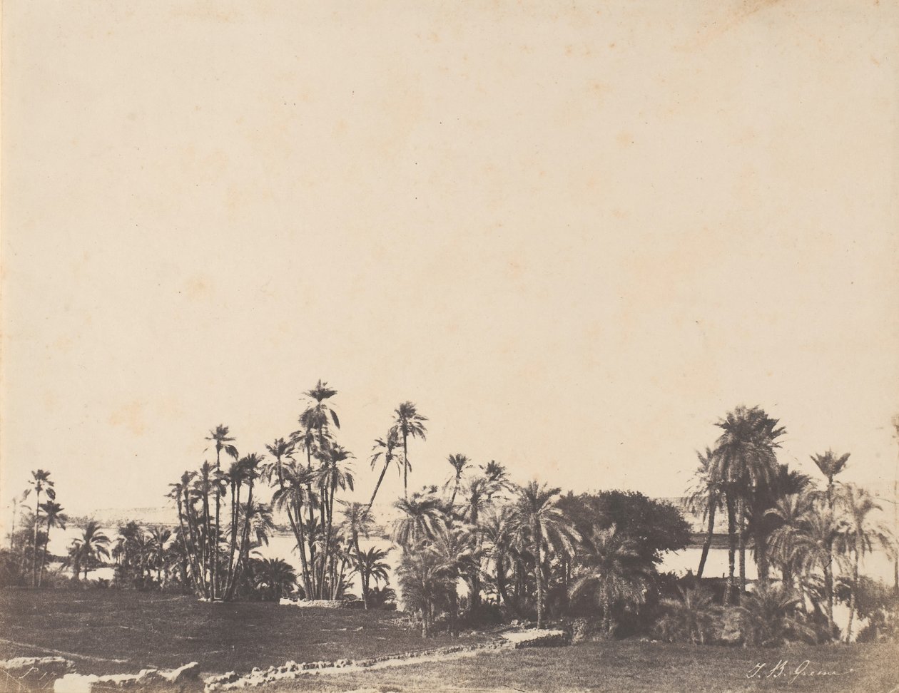 Étude de palmiers, bords du Nil, Kalabschi - John Beasley Greene
