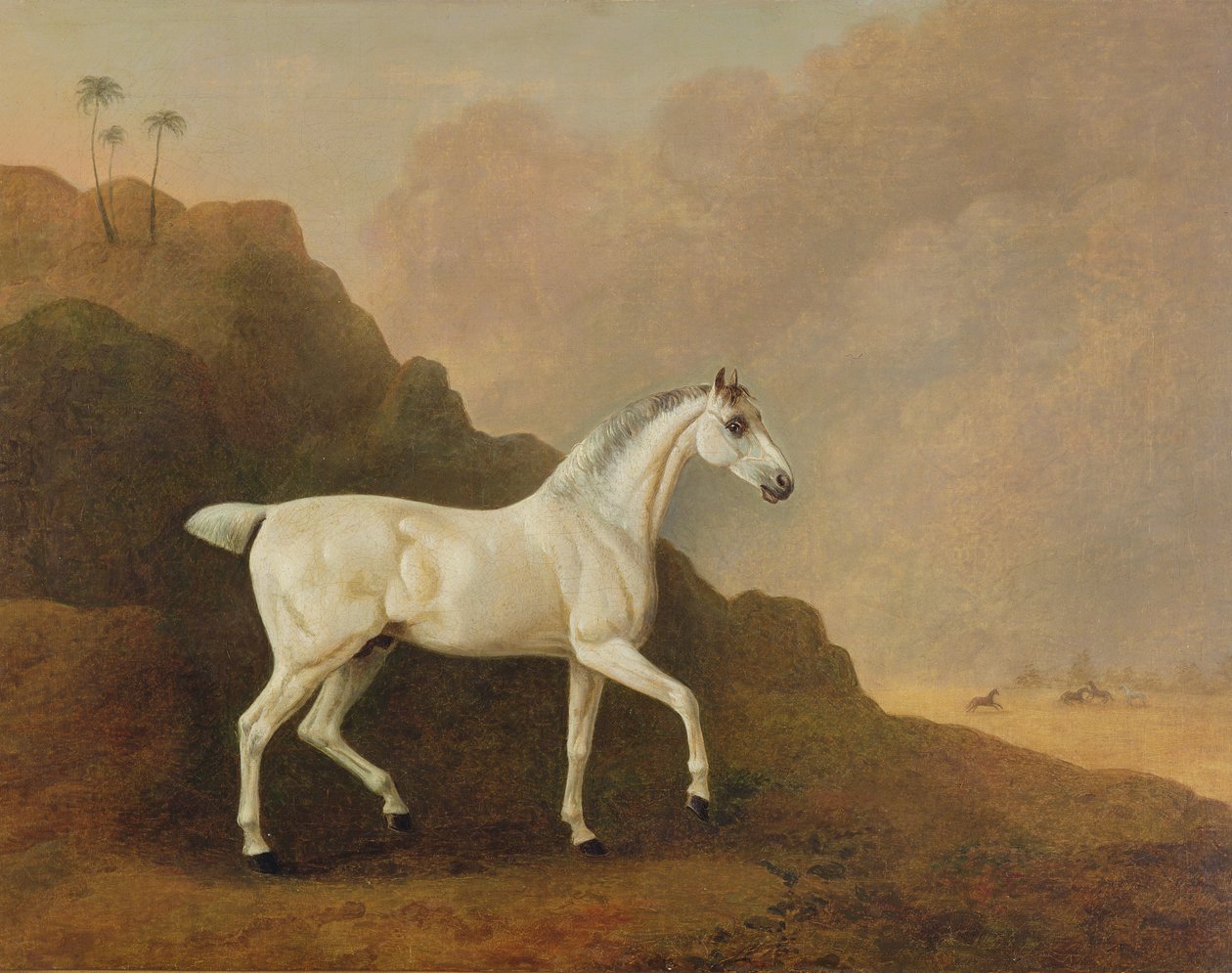 Un étalon arabe gris dans un paysage désertique - John Boultbee