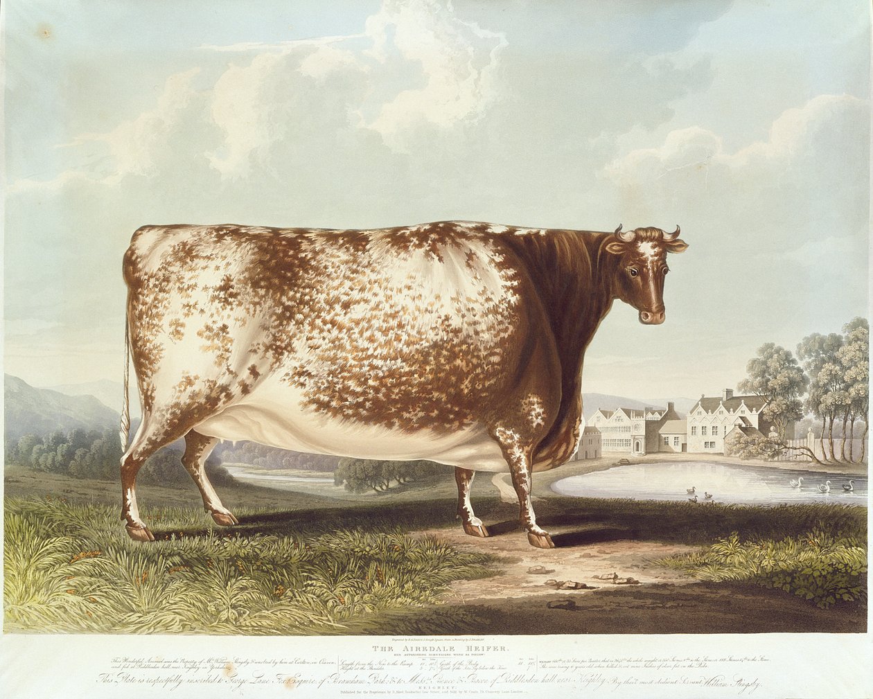 La génisse d