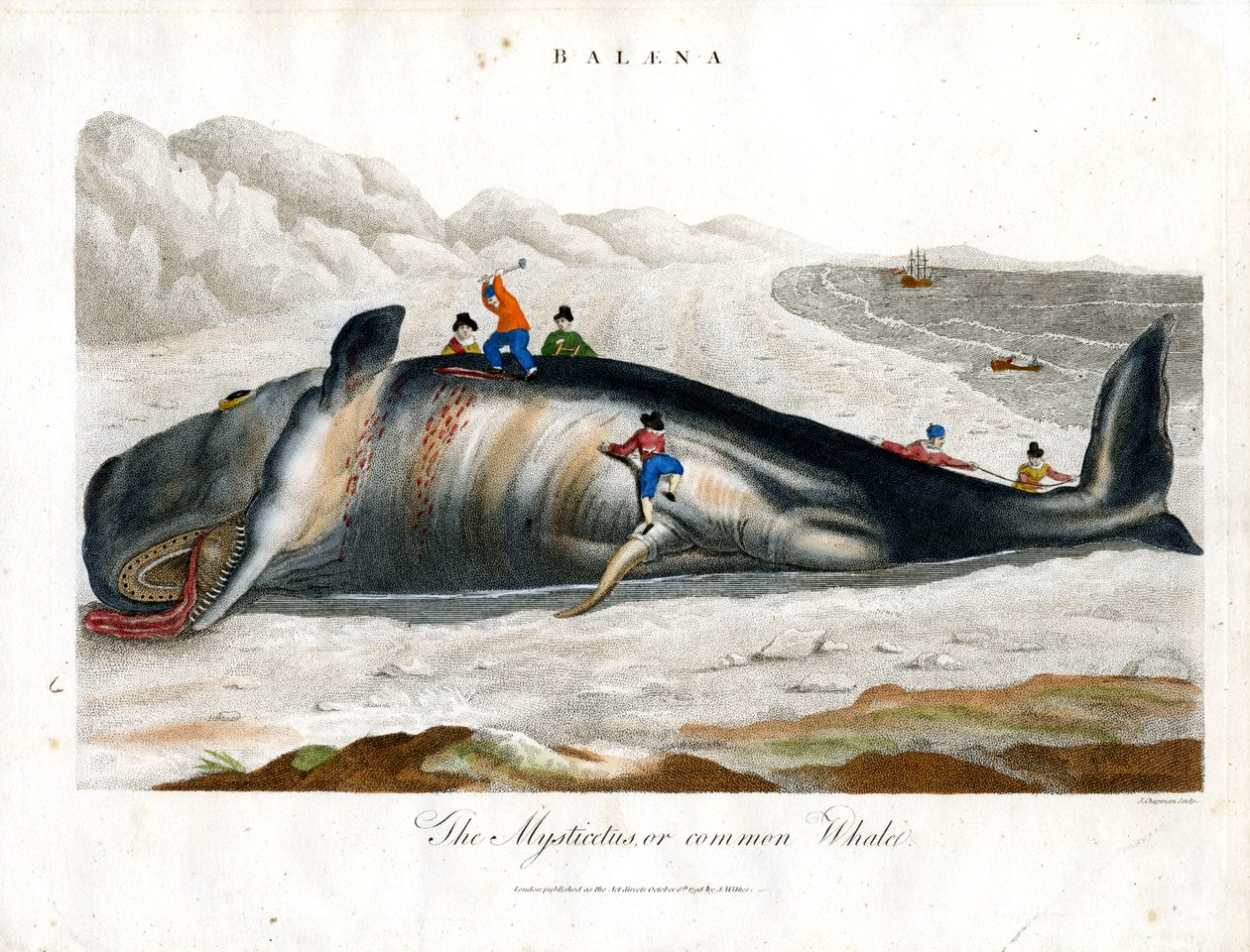 Baleine du Groenland ou baleine commune - John Chapman