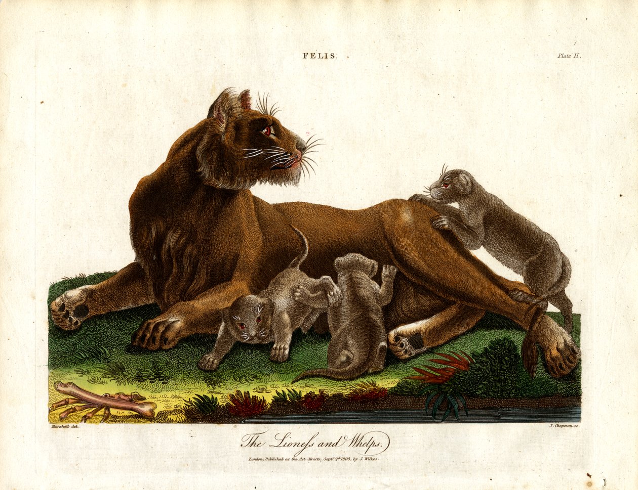 Lionne et lionceaux (Felis;Plate II) - John Chapman