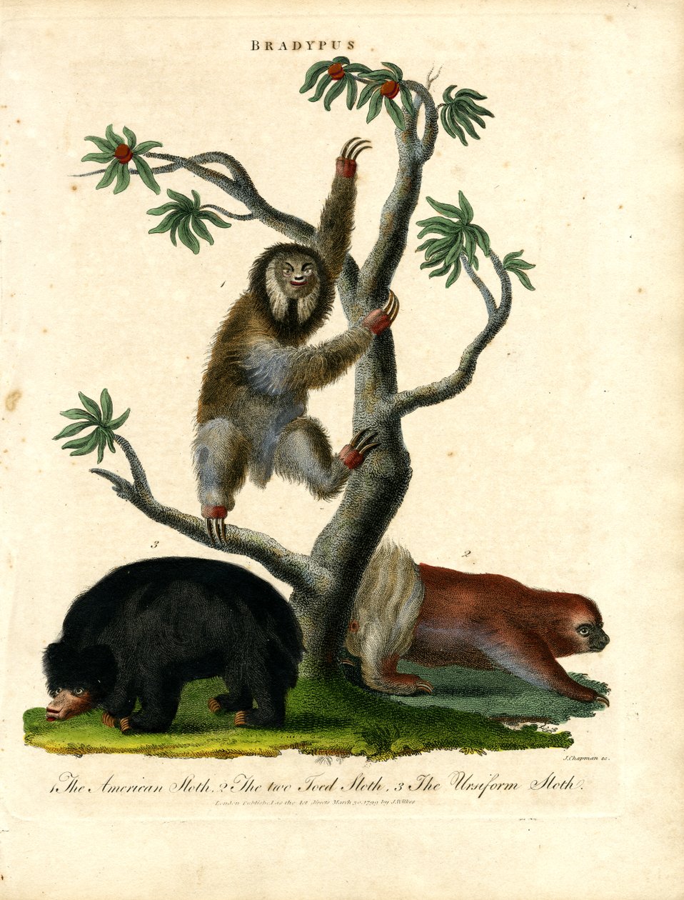 Paresseux - Bradypus - John Chapman