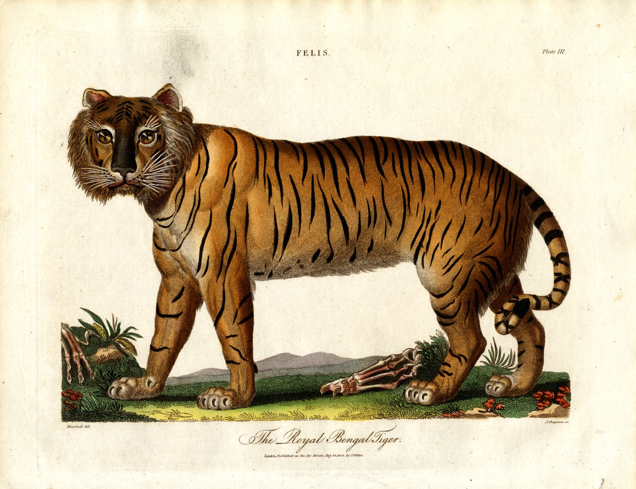 Le tigre royal du Bengale (Felis Tigris) - John Chapman