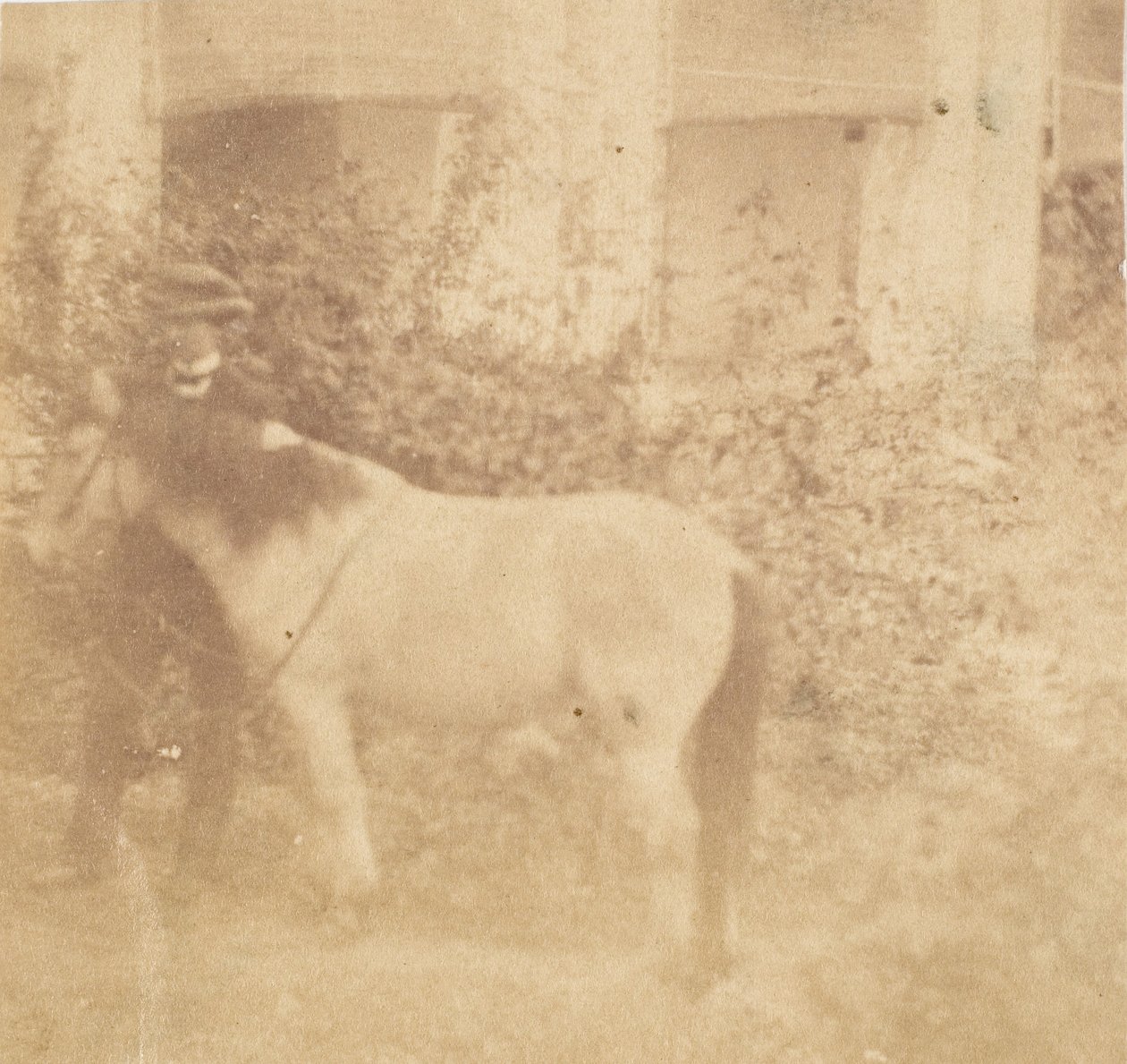 [Homme et cheval, Government House, Allahabad] - John Constantine Stanley