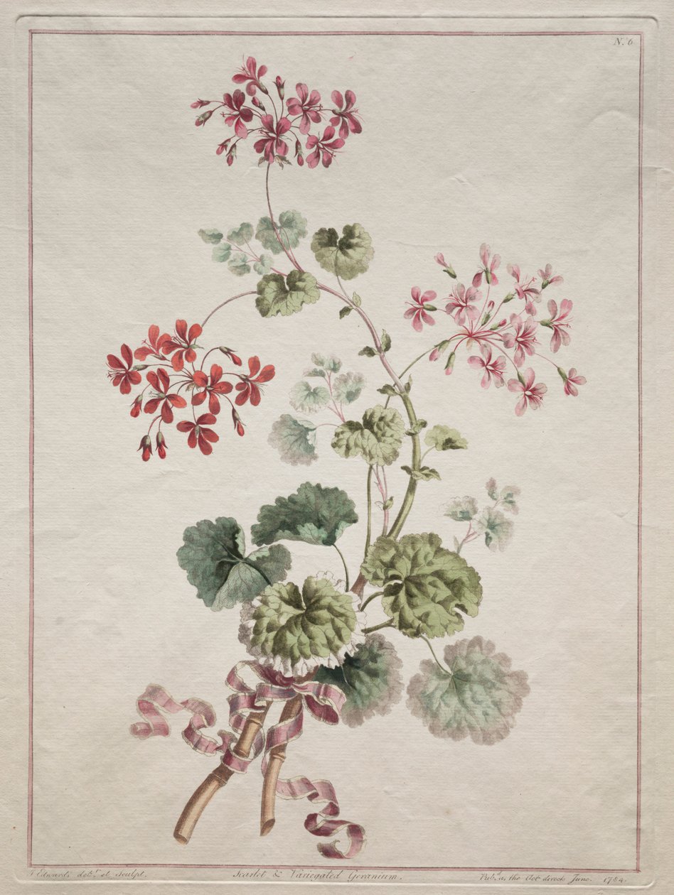 Une collection de fleurs dessinées d