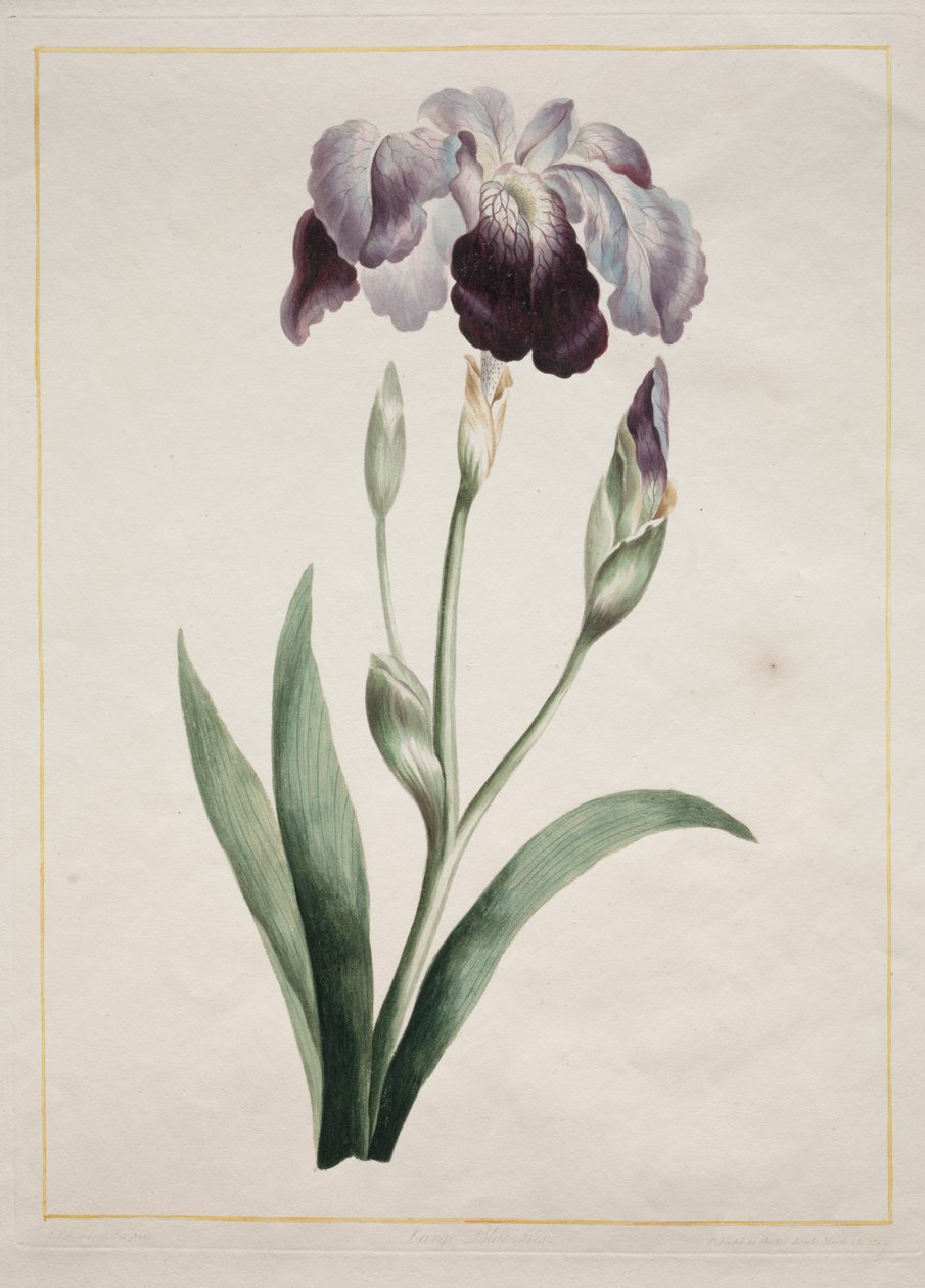 Iris japonais (Grand iris bleu) - John Edwards