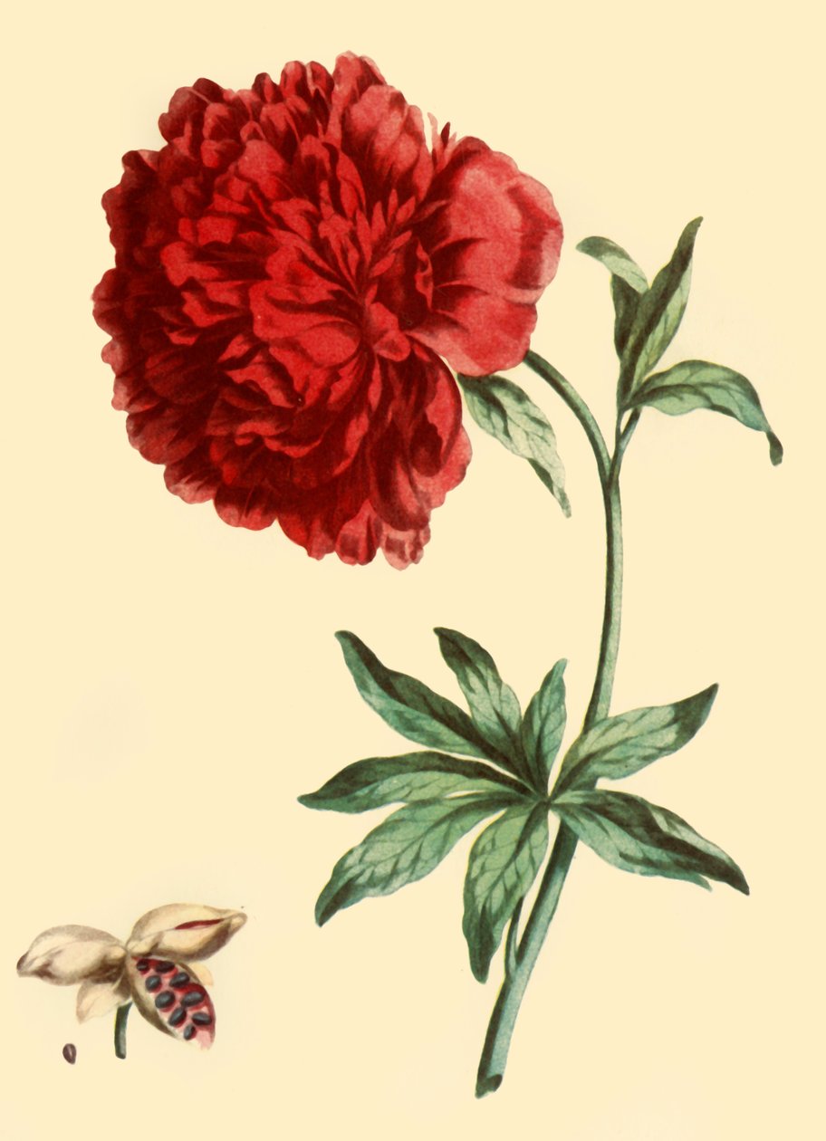 Pivoine : Paeonia Faemina Flore Pleno Rubro Majore - John Edwards
