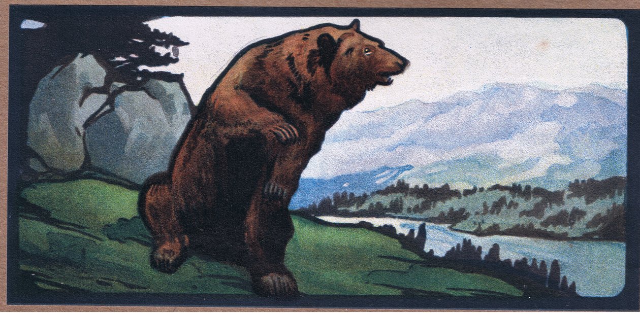 Ours brun - John Edwin Noble