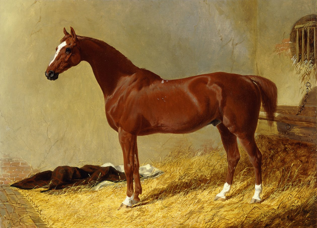 Un cheval de course bai dans un box - John Frederick Herring Senior