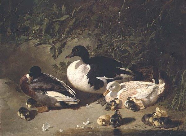 Canards et canetons près d