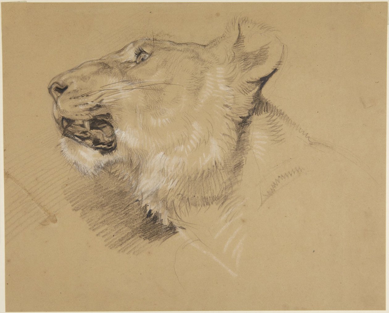 Tête de lionne - John Frederick Lewis