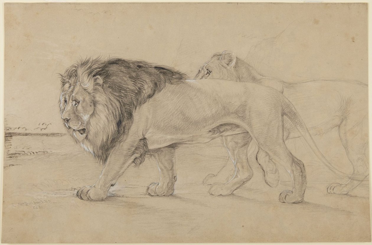 Lions - John Frederick Lewis