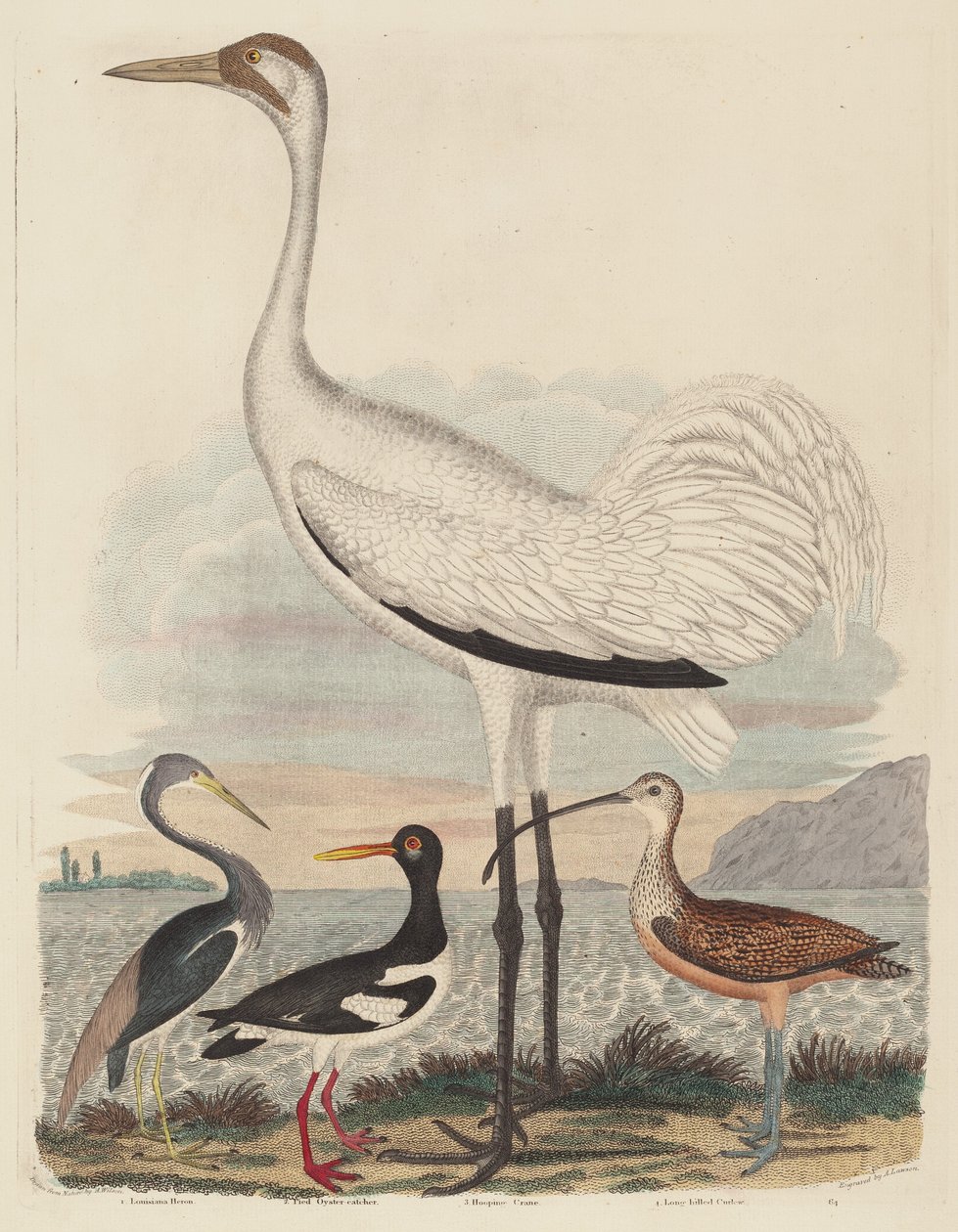 Héron de Louisiane, Huîtrier pie, Grue cendrée et Courlis à long bec, publié entre 1808 et 1814 - John G. Warnicke